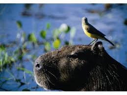 Resultado de imagem para pantanal matogrossense