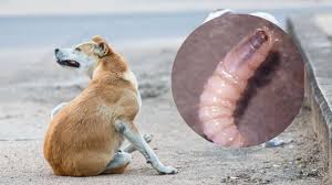 Detectan sexto caso de gusano barrenador en NL, ahora en un perro en Monterrey