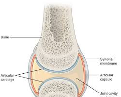 Image of Diarthrosis joint diagram