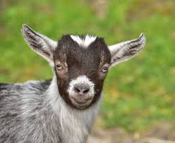 Image result for GOAT