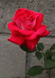 Image result for images of rose hd