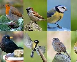Image of common british garden birds collage