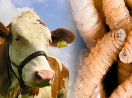 Chiapas lidera casos de miasis y concentra 27.7% en México en 2026