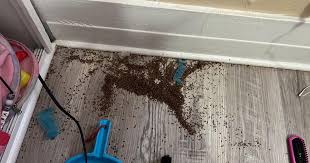 Mom Finds Weird Brown Piles in Daughter's Room