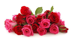 Image result for ROSE