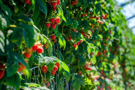 How to grow raspberries from store-bought berries - instructions