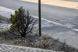 Six Killed in Swiss Bus Fire: Suspected Arson