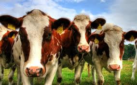 Tujuh Kemenangan Berkurban