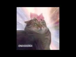 Résultat de recherche d'images pour "cat toothbrush gif"