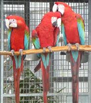 Image result for baby macaw parrot for sale