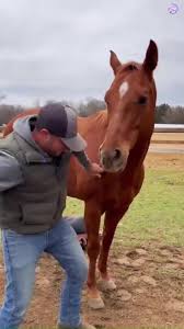 A calm setup turns into playful resistance. 🐎⚠️ The horse ...