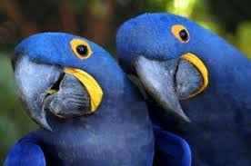 Image result for baby macaw parrot for sale
