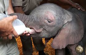 HESC takes custody of an orphaned baby elephant - HESC