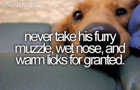 innovative-dog-quote-never-take-his-furry-muzzle-wet-nose-and-warm-licks-for-granted.jpg via Relatably.com