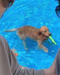 From Silence to Slobbery Kisses: How One Woman's Dog Turned 'Too Quiet' Into a Viral Rescue Story Featuring the Dodo