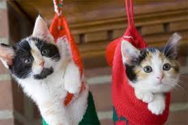 Calico cats are not a breed of cat; calico is a color pattern. To be called &quot;calico&quot;, a cat must have black, white and orange in its coat. - calico-kittens-1