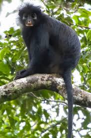 Scientists have discovered a new species of monkey. Here’s what makes it special.