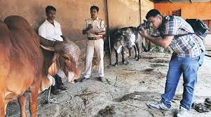 Image result for cow killings in bihar