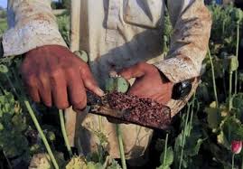 کشت شقایق الیفرا تصویب شد
