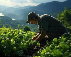  farmer tending to crops in a field