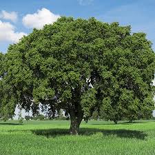 Image result for oak trees