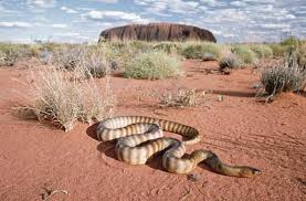 Image result for organisms and their environment