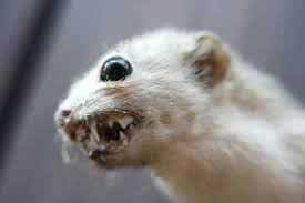 Image result for weasel