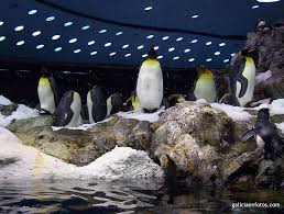 Resultado de imagen de imagenes de loro parque