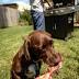 Barbecue could leave family pet sick as a dog