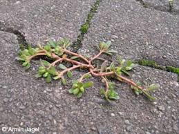 Risultati immagini per portulaca oleracea