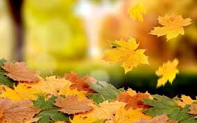 Image result for fall leaves