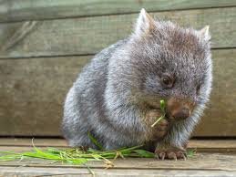 Image result for wombat