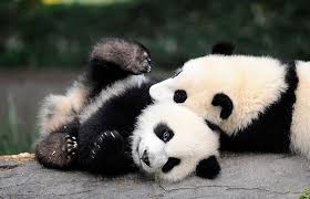 Image result for pandas