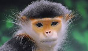 Image result for MONKEYS