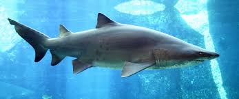 Image result for shark images