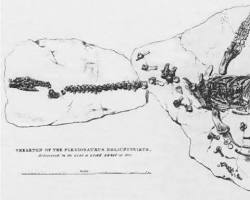Image of Mary Anning first complete Plesiosaurus dolichodeirus skeleton 1823