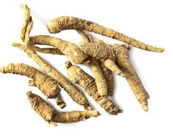 American ginseng root
