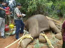 Hãy ngừng săn trộm voi ở Sri Lanka ngay bây giờ