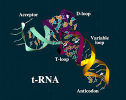 Chức năng của RNA Images?q=tbn:ANd9GcQVaU77mfFcZKPsAHrm7ZxWk_ki2cbA53w_HqriOLg5VRPrTq-a5w