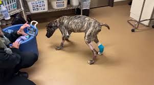 Dying Dog Dumped in Parking Lot Is Walking on His Own and ...