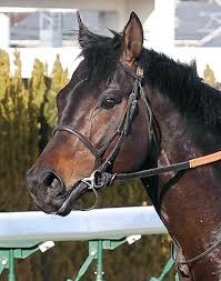 ポートアイランドS速報！激走馬セッションに注目集まる！ - Imagen principal del artículo
