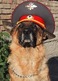 images?q=tbn:ANd9GcQViwfGrOkIvZZY1JTS77xcjJc66wvw5r4rT_fFgYwJjeC4vATimQ