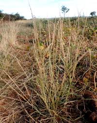 Image result for Eragrostis japonica