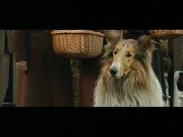 Lassie (2006) - Rotten Tomatoes via Relatably.com