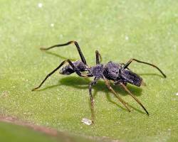 Image of AntMimicking Jumping Spider