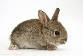 Image result for RABBIT