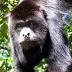 Howler monkey eludes capture in Columbus suburb of Minerva Park ...
