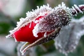 Картинки по запросу ПЕРВЫЕ ЗАМОРОЗКИ