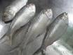 Skipjack Herring Frozen Bags Pounds Each Catfish Bait lb