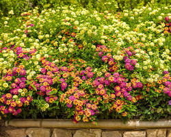 Image of Lantana plant in spring